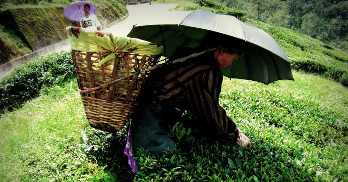 Plucking the tea leaves in the traditional fashion 
