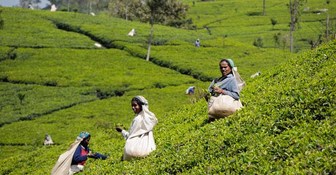 Women picking tea leaf in a plantation of central Sri Lanka