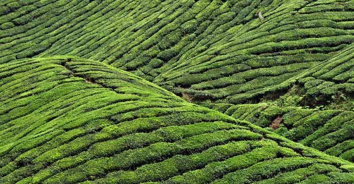 This is a picture of a tea plantation in the Cameron Highlands, Malaysia