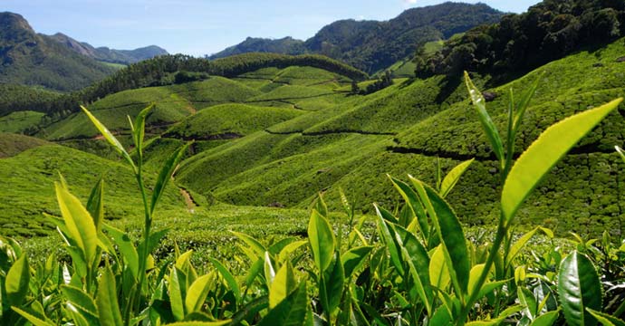 The TATA tea gardens in Munnar are a sight, they are like smooth blankets of green over the mountain ranges, and trimmed so well, looks like water which has settled down and is calm. The forest behind is what is left of once a pristine rainforest
