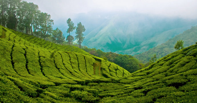 This green hill station is surrounded by the country's highest tea gardens. Layers and layers of tea estates, mountain mist, waterfalls and wildlife sanctuaries make Munnar almost surrealistically beautiful. The lofty mountain ranges with misty peaks, sprawling tea estates and serene climate provides a quite and peaceful resort.