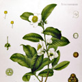 Camellia_sinensis_md