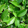 Camellia sinensis