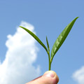 Organic_mountain_grown_tea_leaf_md