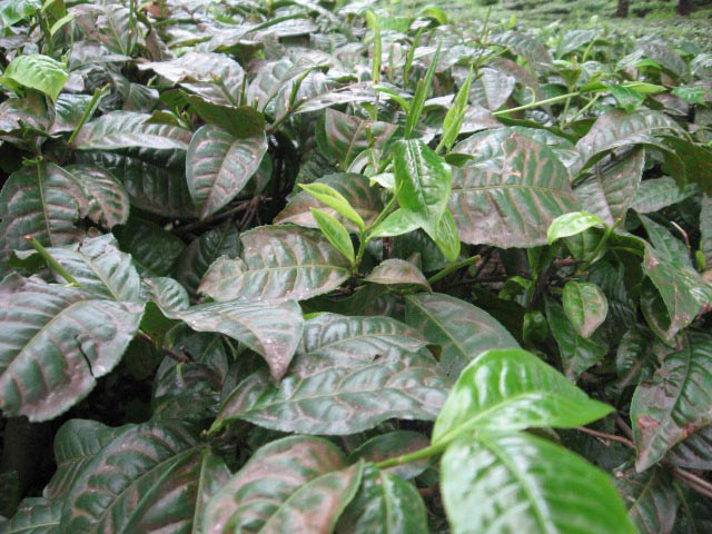 Darjeeling_Tea_Plant