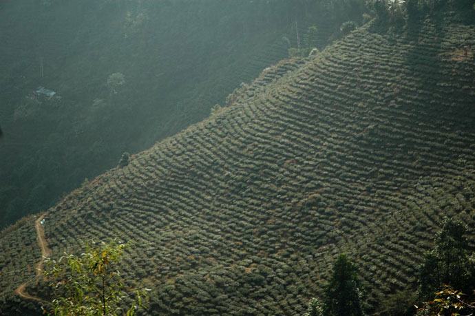 Darjeeling_Tea_Plantation_India