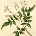 Jasminum officinale,