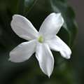 Jasminum officinale,