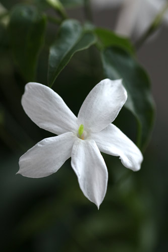 Jasminum_officinale