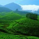 Tea Gardens at