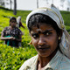 Tamil woman working