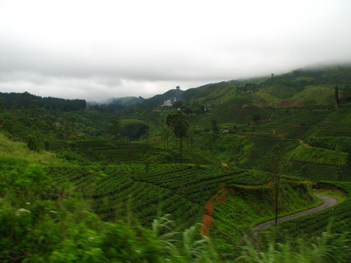 sri-lanka-tea-farm2