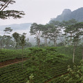 Tea plantation in