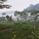 Tea plantation in