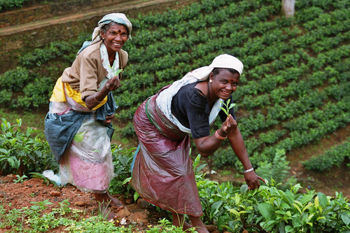 sri-lanka-tea-plantation-04