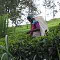 Tea picker of Sri