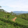 tea plantation