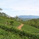 tea plantation