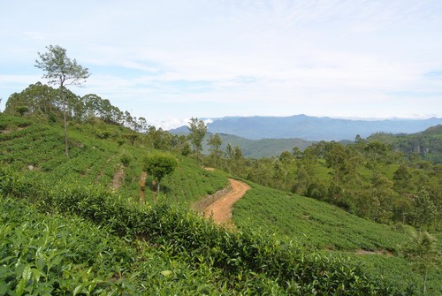 tea-plantation-haputale