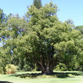 cinnamomum-camphora-botanic-gardens_md