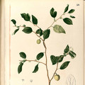 The fruits and seeds