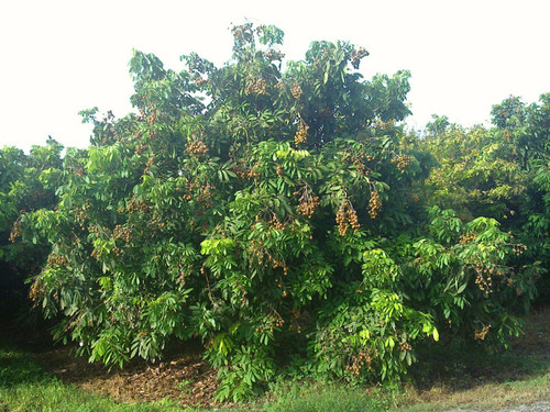 longan-tree-at-pine-island-nursery